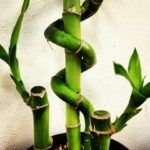 Cultiva bambú en maceta: una opción práctica y decorativa