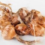 Cultiva belleza en maceta: cómo plantar gladiolos