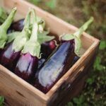 Cultiva brócoli en casa: todo lo que necesitas saber