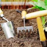 Cultiva calabacines en casa: consejos para un huerto urbano exitoso