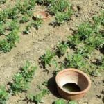 Cultiva cebollas en casa con esta técnica en botella de agua