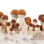 Cultiva champiñones frescos en casa: guía completa