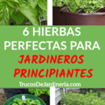 Cultiva chile poblano en casa: tips y consejos