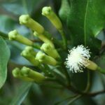 Cultiva clavo de olor en casa: guía para macetas