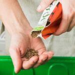 Cultiva coles de Bruselas en maceta: ¡disfruta de su sabor en casa!