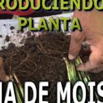Cultiva Cuna de Moisés en Agua: Guía Paso a Paso