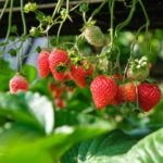 Cultiva deliciosas fresas en casa: Tips de cuidado