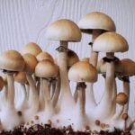 Cultiva deliciosos hongos en casa: Guía paso a paso