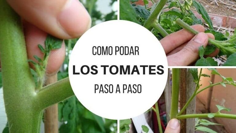 cultiva deliciosos tomates en casa guia de cultivo en invernadero