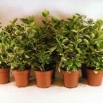 Cultiva en agua: 8 plantas de interior que llenarán tu hogar de vida