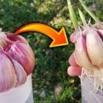 Cultiva en casa con algodón y agua
