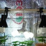 Cultiva en casa: guía para cultivar en armario de interior