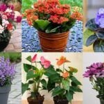 ¡Cultiva en casa! Plantas perfectas para macetas pequeñas