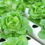 Cultiva en casa sin tierra: Guía de hidroponia doméstica
