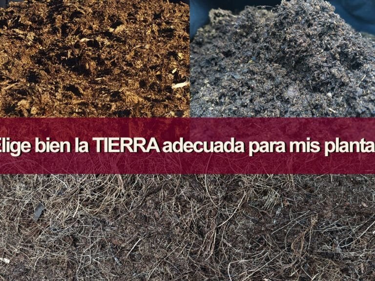 cultiva en cualquier suelo consejos y trucos para lograrlo