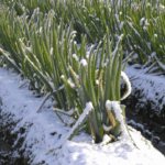 Cultiva en invierno: plantas resistentes para tu huerto