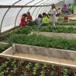 Cultiva en noviembre: cosecha tus propios alimentos frescos