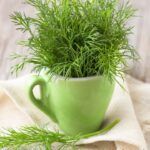 Cultiva eneldo fresco en casa: guía para plantar semillas en maceta