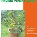 Cultiva espinacas frescas en casa: guía para sembrar en macetas