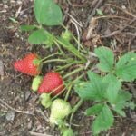 Cultiva fresas en casa: aprende cómo sembrarlas