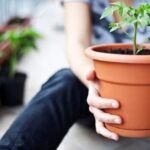 Cultiva fresas en casa: Guía para plantar en botellas de plástico