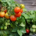 Cultiva frutas en casa: los 5 mejores árboles frutales para macetas