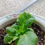 Cultiva frutillas caseras: Aprende a plantarlas desde la fruta en casa