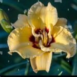 Cultiva girasoles en tu jardín: guía práctica y consejos útiles
