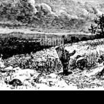 Cultiva helechos sin tierra: el increíble método acuático