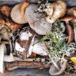 Cultiva hongos setas en casa: guía práctica y fácil