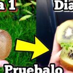 Cultiva kiwis en casa: cómo plantar kiwi macho y hembra