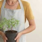 Cultiva la abundancia: aprende cómo sembrar la planta del dinero