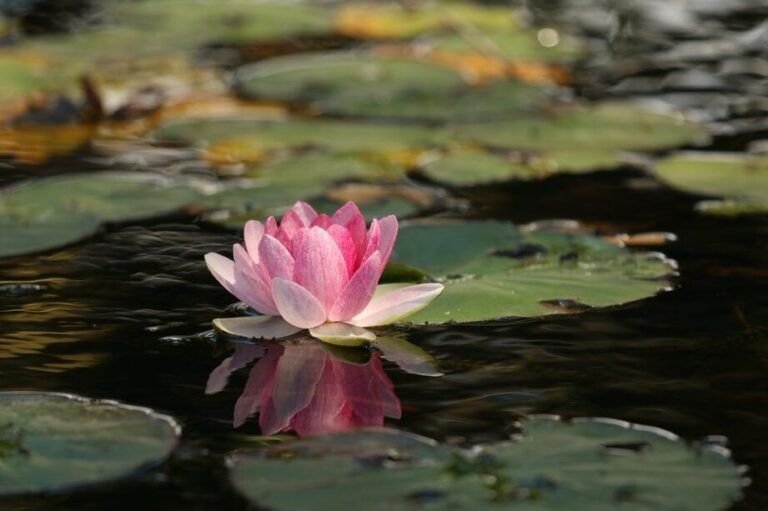 cultiva la belleza acuatica guia para cultivar flor de loto en agua