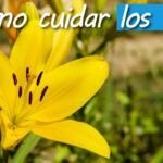 Cultiva la belleza en casa: aprende cómo plantar un lirio en maceta