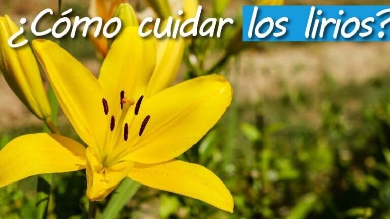 cultiva la belleza en casa aprende como plantar un lirio en maceta