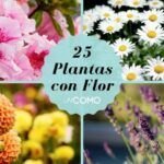 Cultiva la belleza en tu jardín: aprende cómo cultivar la flor de loto