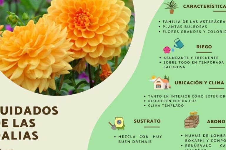 cultiva la belleza oscura aprende a plantar semillas de rosas negras