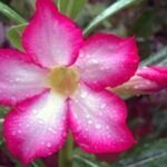 Cultiva la exótica flor del desierto: ¡Descubre cómo!