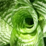 Cultiva la lengua de suegra en agua: fácil y sin tierra