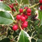 Cultiva la Navidad en casa: Cómo plantar un acebo en maceta