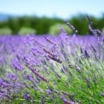 Cultiva lavanda en casa: consejos y trucos