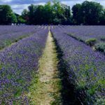 Cultiva lavanda en casa: Guía completa para principiantes