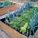 ¡Cultiva lechuga fresca en casa! Descubre dónde plantarla en tu jardín