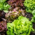 Cultiva lechuga hidropónica en casa: Guía paso a paso
