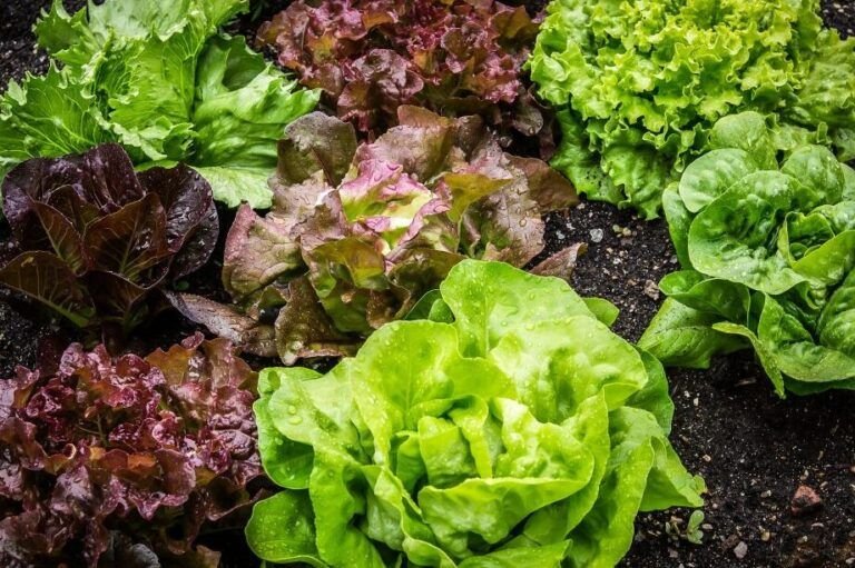 cultiva lechuga hidroponica en casa guia paso a paso