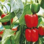 Cultiva lechuga maravilla de verano en casa: guía fácil y práctica