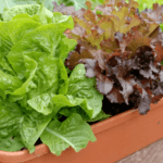 Cultiva lechuga romana fresca en casa: ¡Aprende cómo!