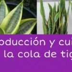 Cultiva Lengua de Suegra en Agua: Guía Paso a Paso