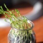 Cultiva lentejas en casa: guía para plantar en algodón