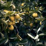 Cultiva limones en casa: Guía de cultivo en maceta